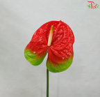 Anthurium