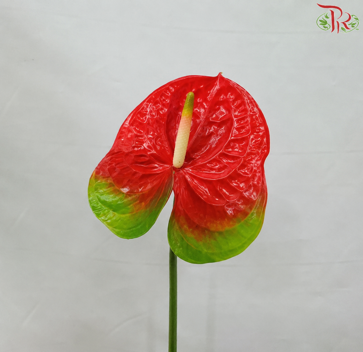 Anthurium