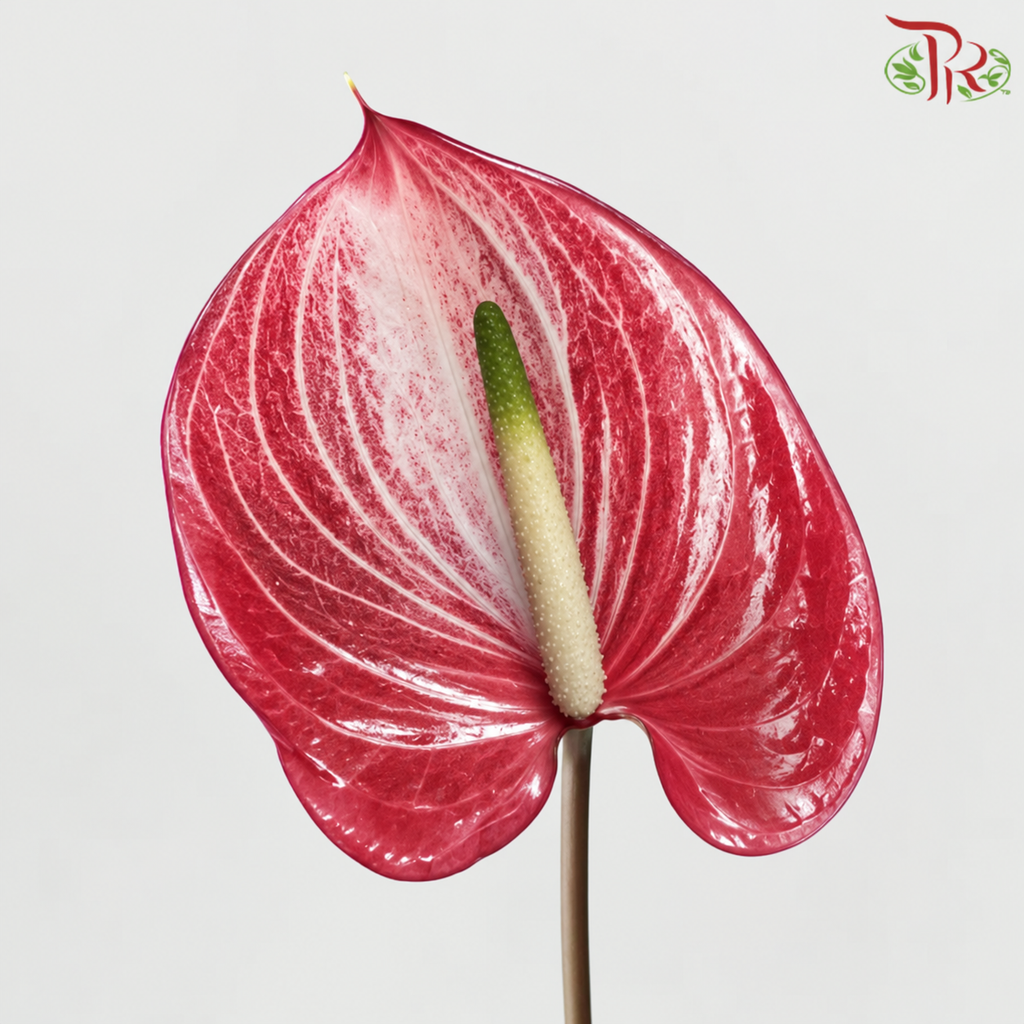 Anthurium