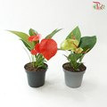 Anthurium Scherzerianum P140《火鹤花》(Random Choose Color)