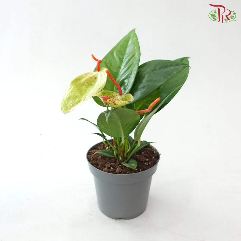 Anthurium Scherzerianum P140《火鹤花》(Random Choose Color)