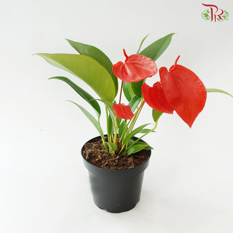 Anthurium Scherzerianum P140《火鹤花》(Random Choose Color)