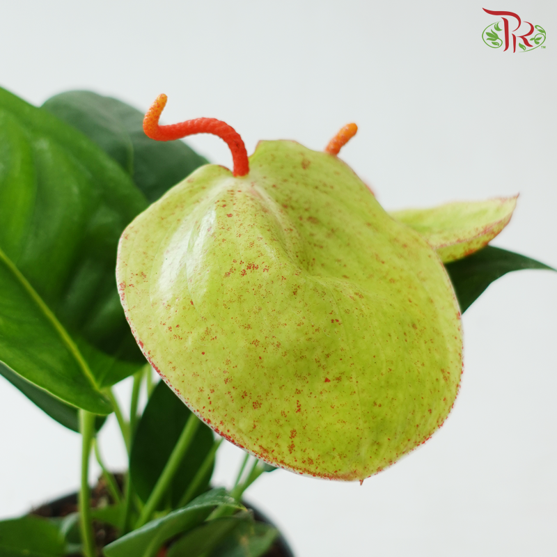 Anthurium Scherzerianum P140《火鹤花》(Random Choose Color)