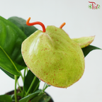 Anthurium Scherzerianum P140《火鹤花》(Random Choose Color)