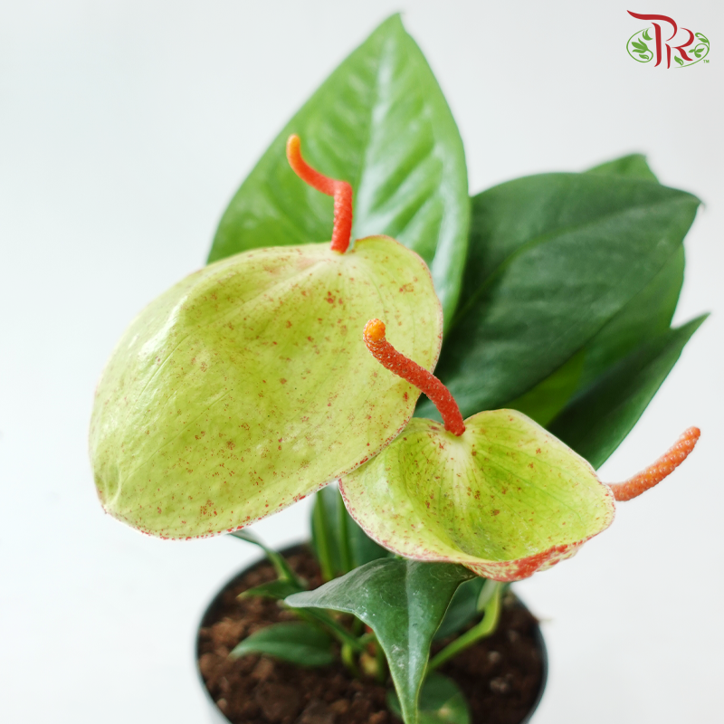 Anthurium Scherzerianum P140《火鹤花》(Random Choose Color)