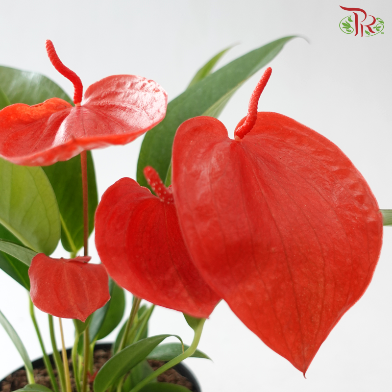 Anthurium Scherzerianum P140《火鹤花》(Random Choose Color)