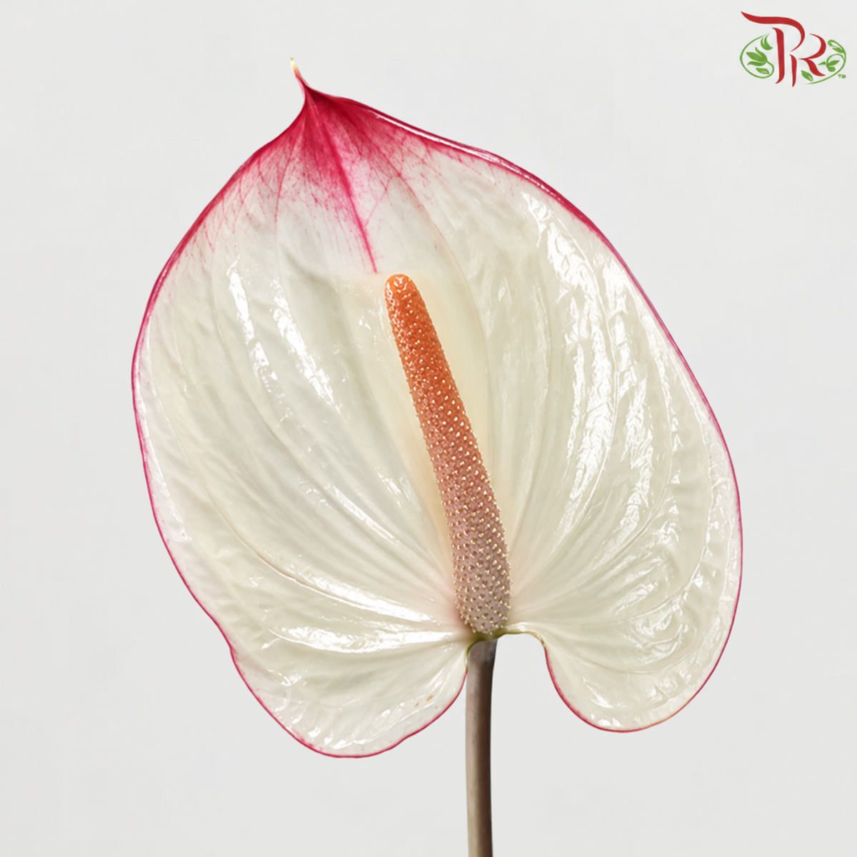 Anthurium