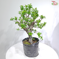 Fortune Apple Tree《苹果树》(Big Size)