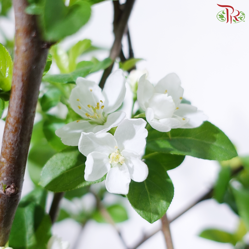 Fortune Apple Tree《苹果树》(Big Size)