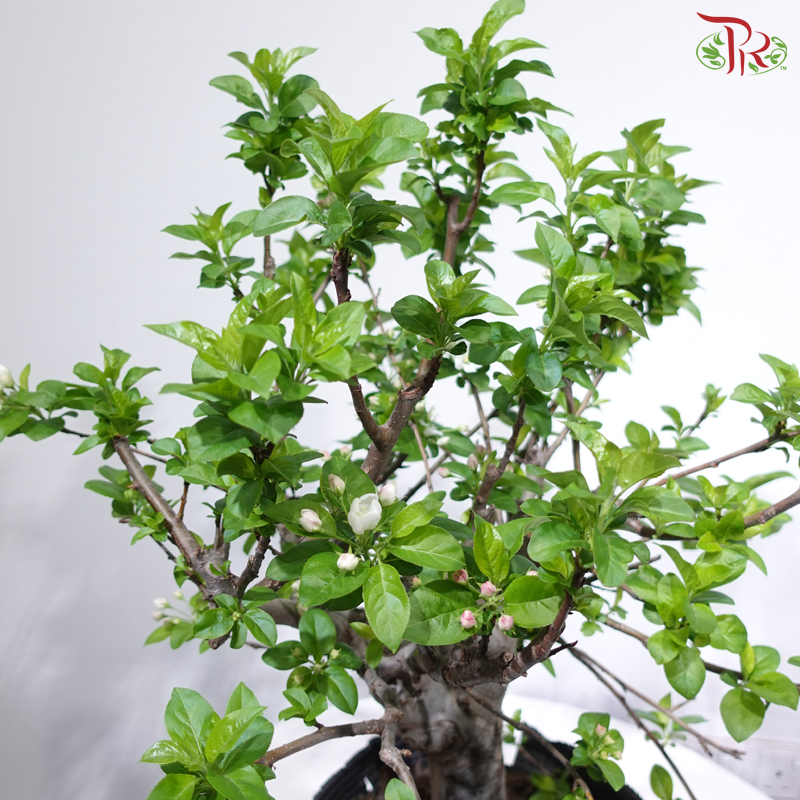 Fortune Apple Tree《苹果树》(Big Size)