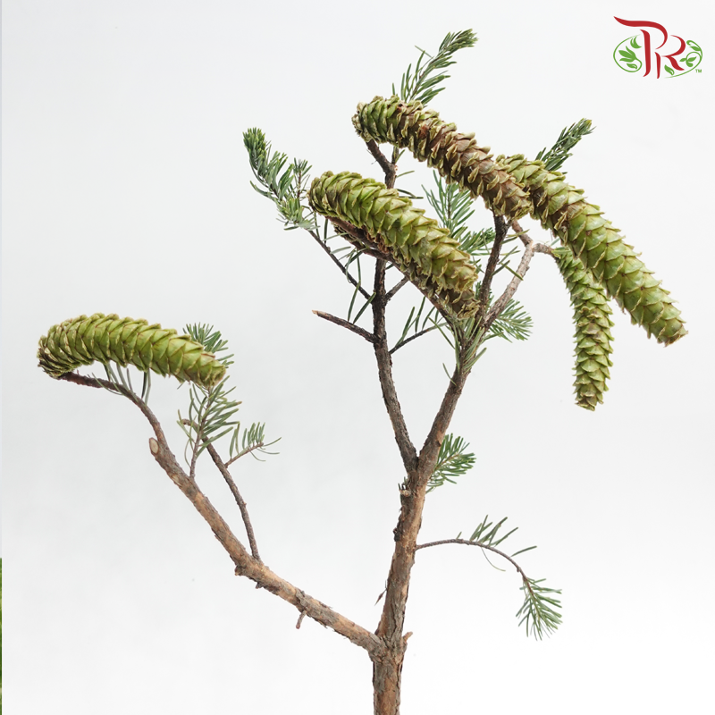 Arhat Pine Fruit