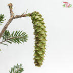 Arhat Pine Fruit