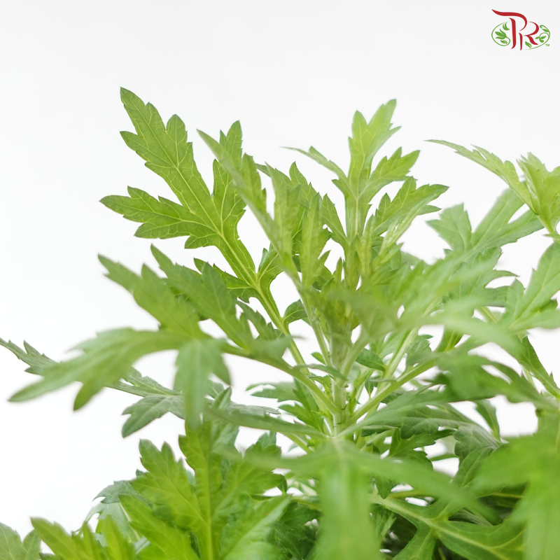 Artemisia P150《艾草》