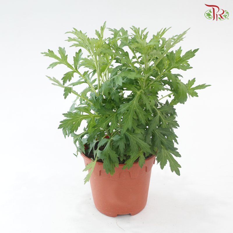 Artemisia P150《艾草》
