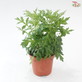 Artemisia P150《艾草》