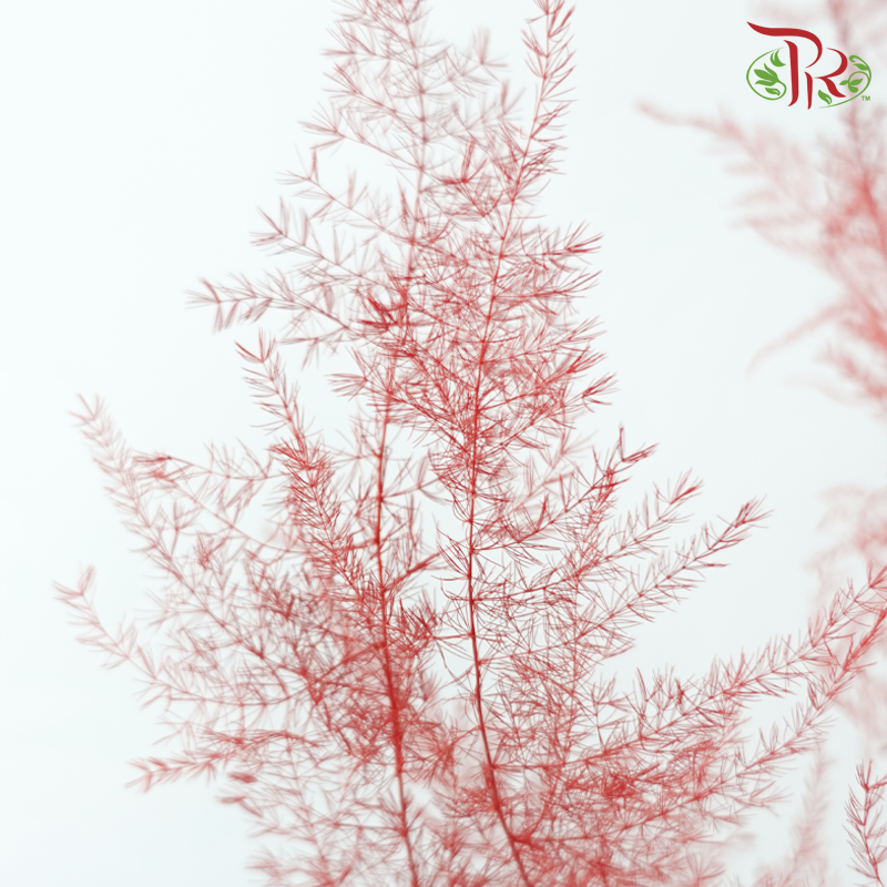 Preserved Asparagus Fern
