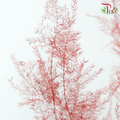 Preserved Asparagus Fern