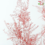 Preserved Asparagus Fern