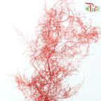 Preserved Asparagus Fern