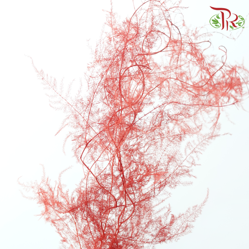 Preserved Asparagus Fern