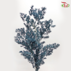 Preserved Asparagus Leaf - Grey (Per Bunch) - Pudu Ria Florist