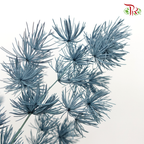 Preserved Asparagus Leaf - Grey (Per Bunch) - Pudu Ria Florist