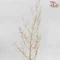 Asparagus Myriocladus with Glitter