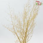 Asparagus Myriocladus with Glitter