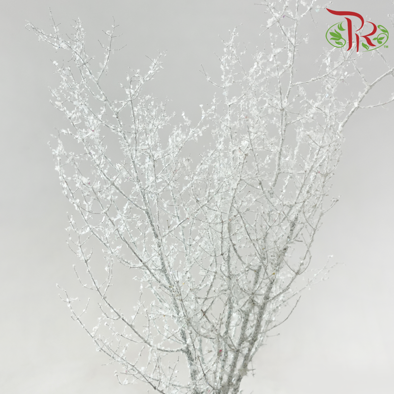 Asparagus Myriocladus with Glitter