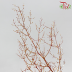 Asparagus Myriocladus with Glitter