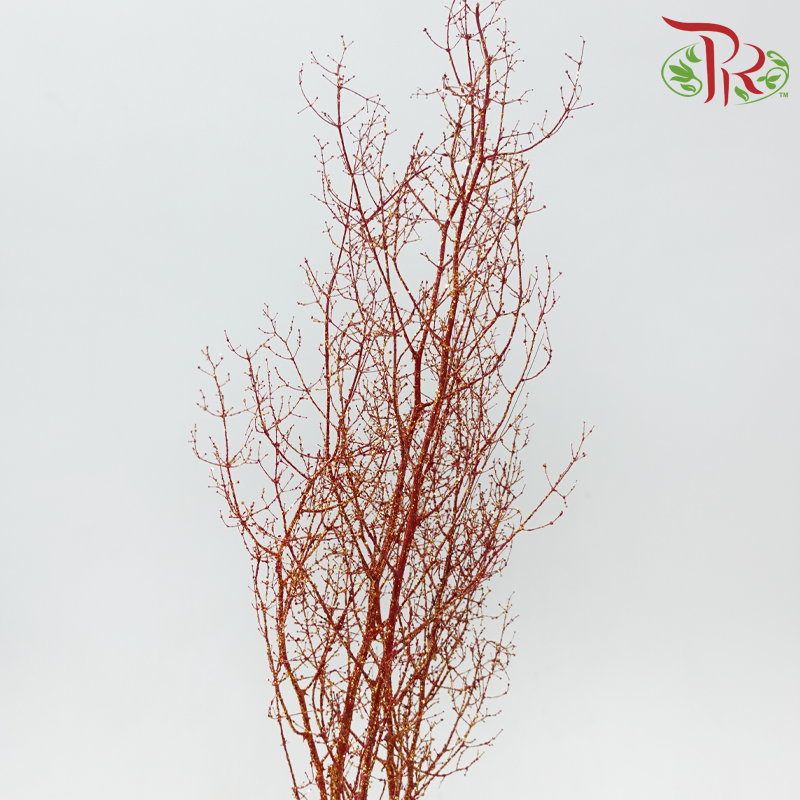 Asparagus Myriocladus with Glitter