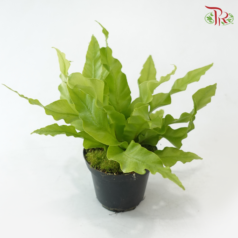 Asplenium Curly Wave P80《鸟巢蕨》