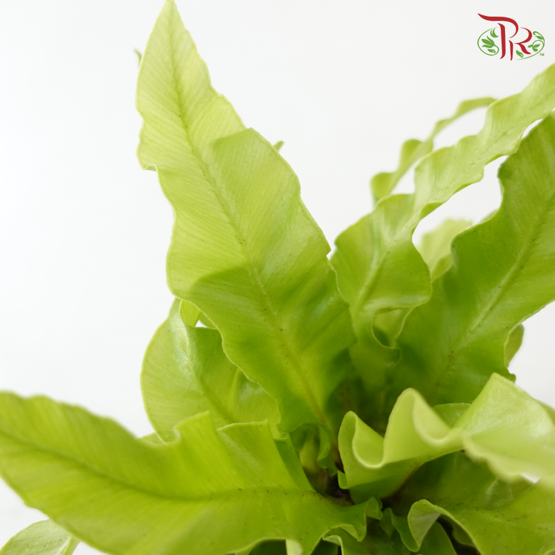 Asplenium Curly Wave P80《鸟巢蕨》