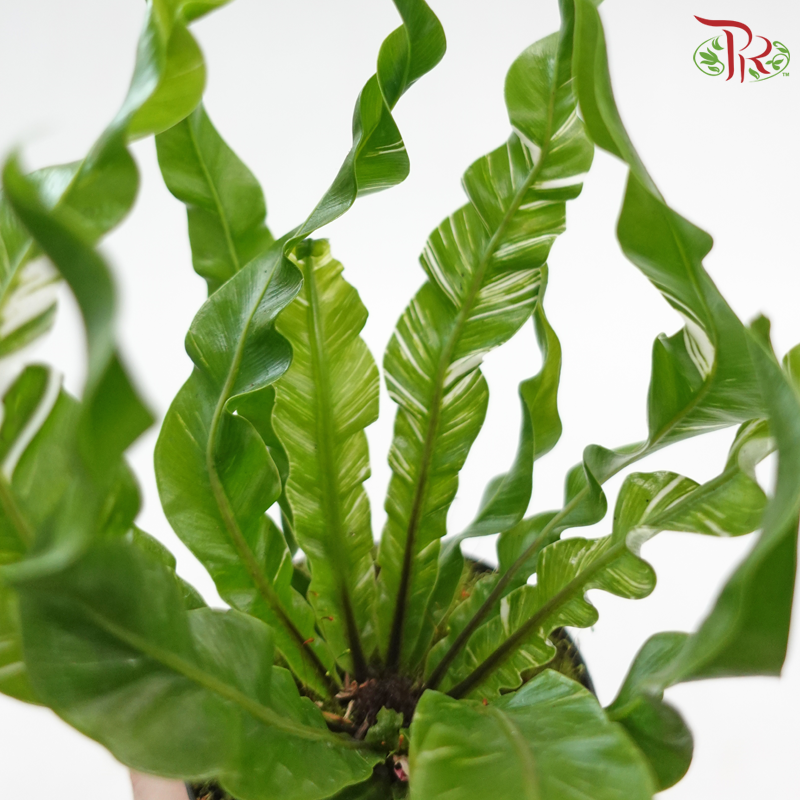 Asplenium Fuzzy Variegated P80《花叶鸟巢蕨》