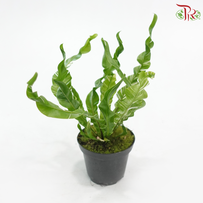 Asplenium Fuzzy Variegated P80《花叶鸟巢蕨》