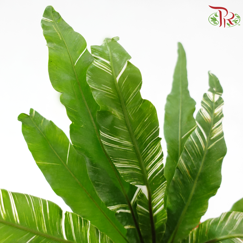 Asplenium Nidus Varie 120P《錦葉巢蕨》