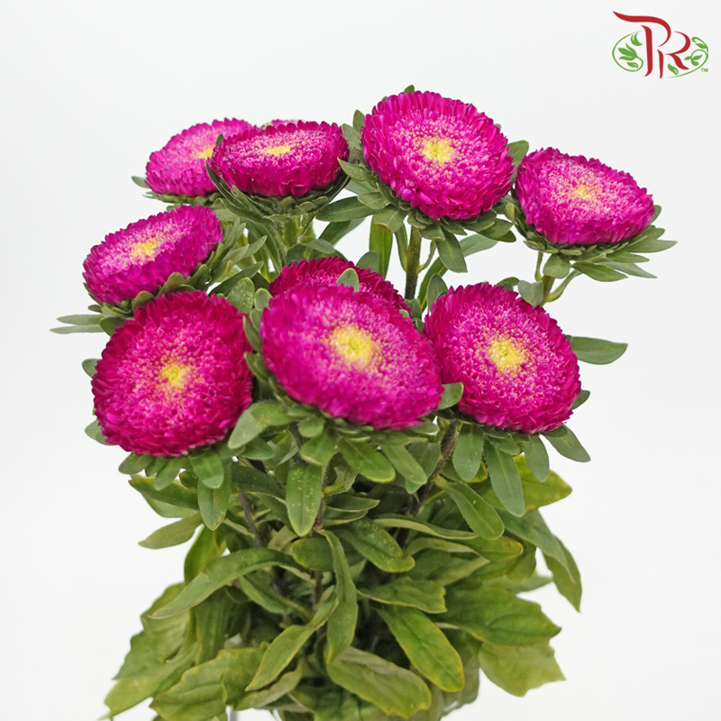 Aster《翠菊》