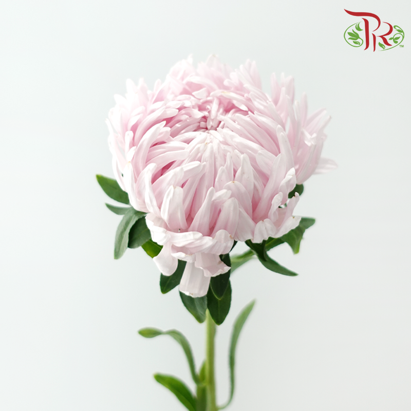 Aster《翠菊》