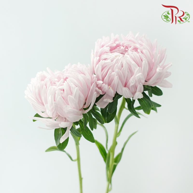 Aster《翠菊》