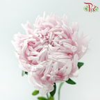 Aster《翠菊》