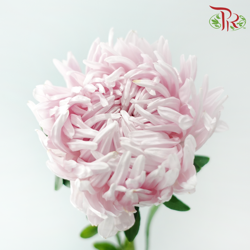 Aster《翠菊》