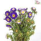 Aster《翠菊》