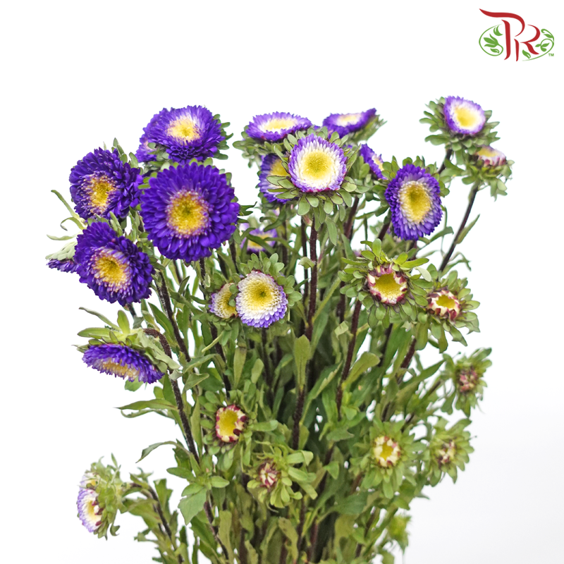 Aster《翠菊》