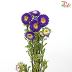 Aster《翠菊》