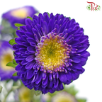 Aster《翠菊》