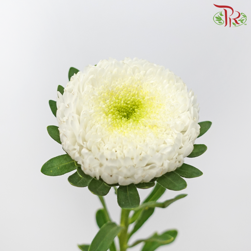 Aster《翠菊》