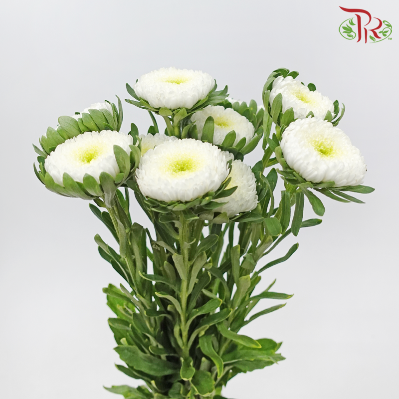 Aster《翠菊》