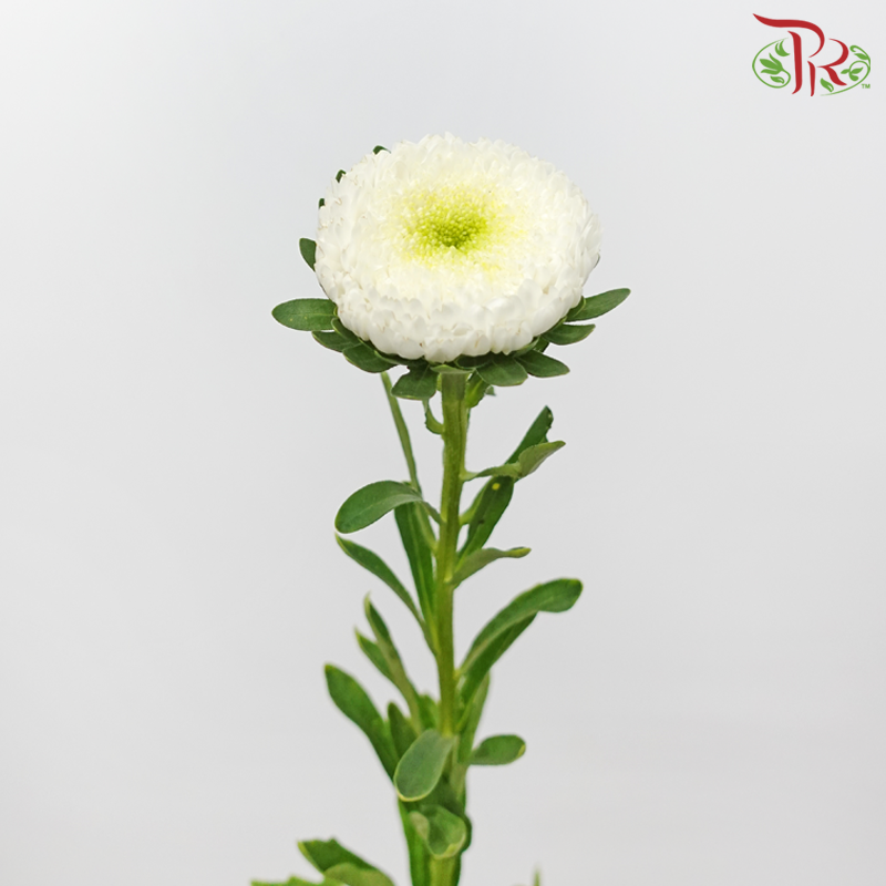 Aster《翠菊》