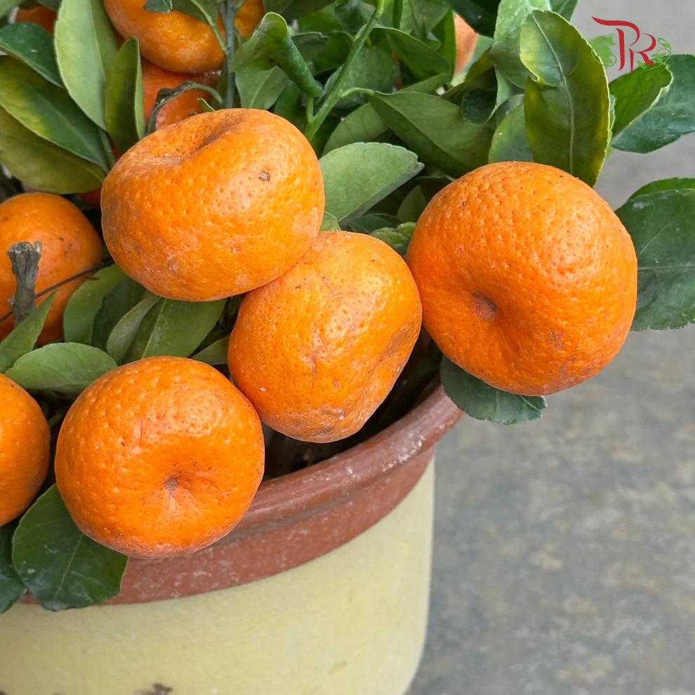 Mini Lime Tree《迷你桔子树》(With Option)