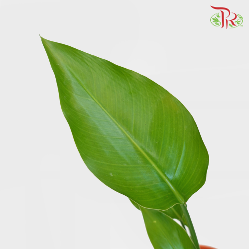 Strelitzia Alba《扇芭蕉》 - Pudu Ria Florist